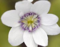Near perfect single white flower with lavender stamens